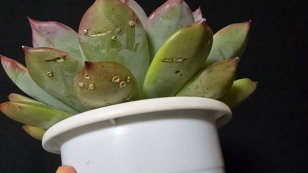 超特大株】中里リンゼアナ実生 札付き - メルカリ