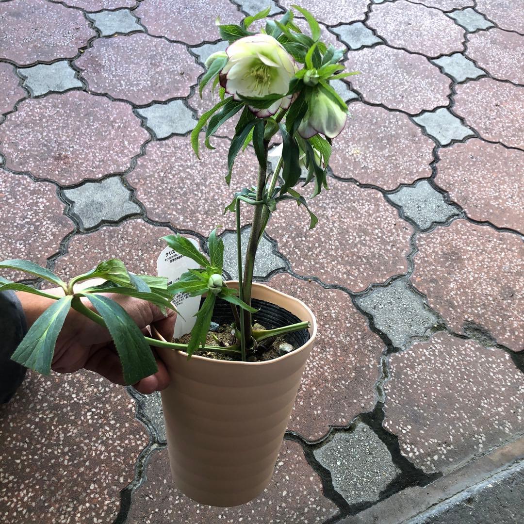 新春大特価 クリスマスローズ 八重 5種セット 平田園芸 花付き現品発送