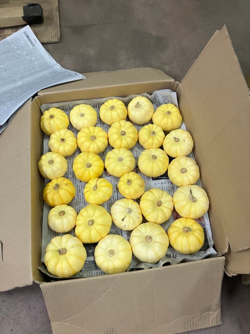 ハロウィン用　ミニカボチャ(プッチーニ)2025#5 楽天市場】ハロウィン用 本物 生カボチャ 鑑賞用『プッチーニ(直径約7