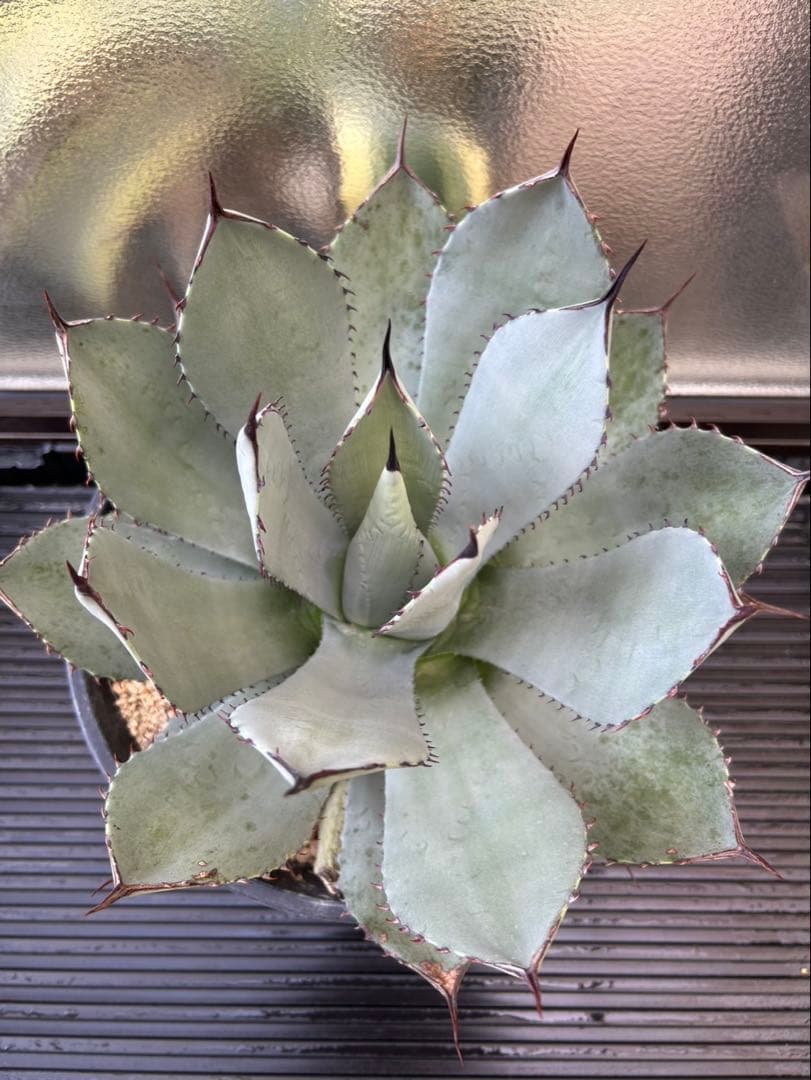 アガベ パリー A トランカータ　ロゼット　発根済み no.3 アガベ パリー トランカータ agave parryi truncata 【発根済】