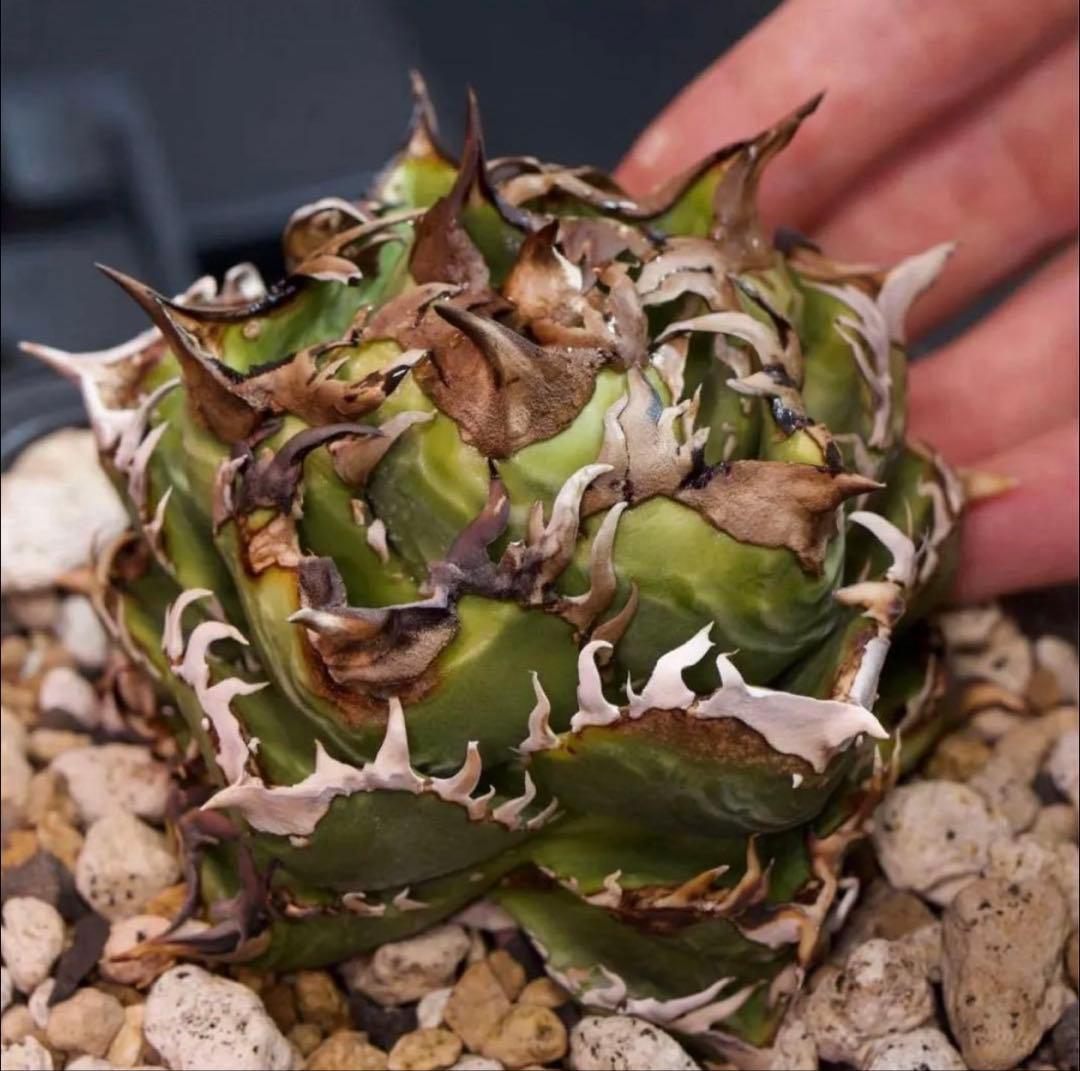 アガベ　チタノタ　皇冠　子株　lize　oc アガベ・チタノタ 皇冠(台湾Lize産)-006｜agave titanota Crown |