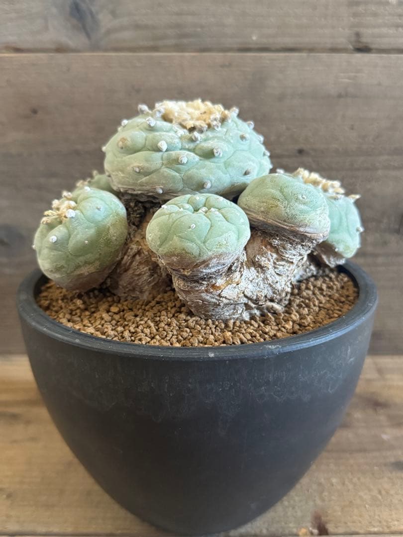 【希少現地株】群生翠冠玉 ロフォフォラ 銀冠玉 烏羽玉 菊水 帝冠 太平丸 一部マニアで話題！もけもけぽってりがかわいい多肉植物「ロフォフォラ