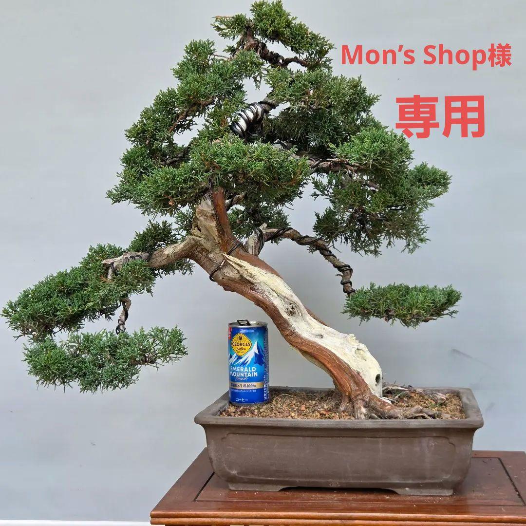 真柏　[模様木]　大品盆栽 小品盆栽 真柏模様木 | 大和盆樹園