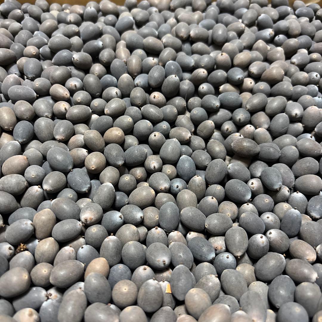 大賀ハスの種 10000粒 ハスの種 大賀ハスの種 50粒 - メルカリ