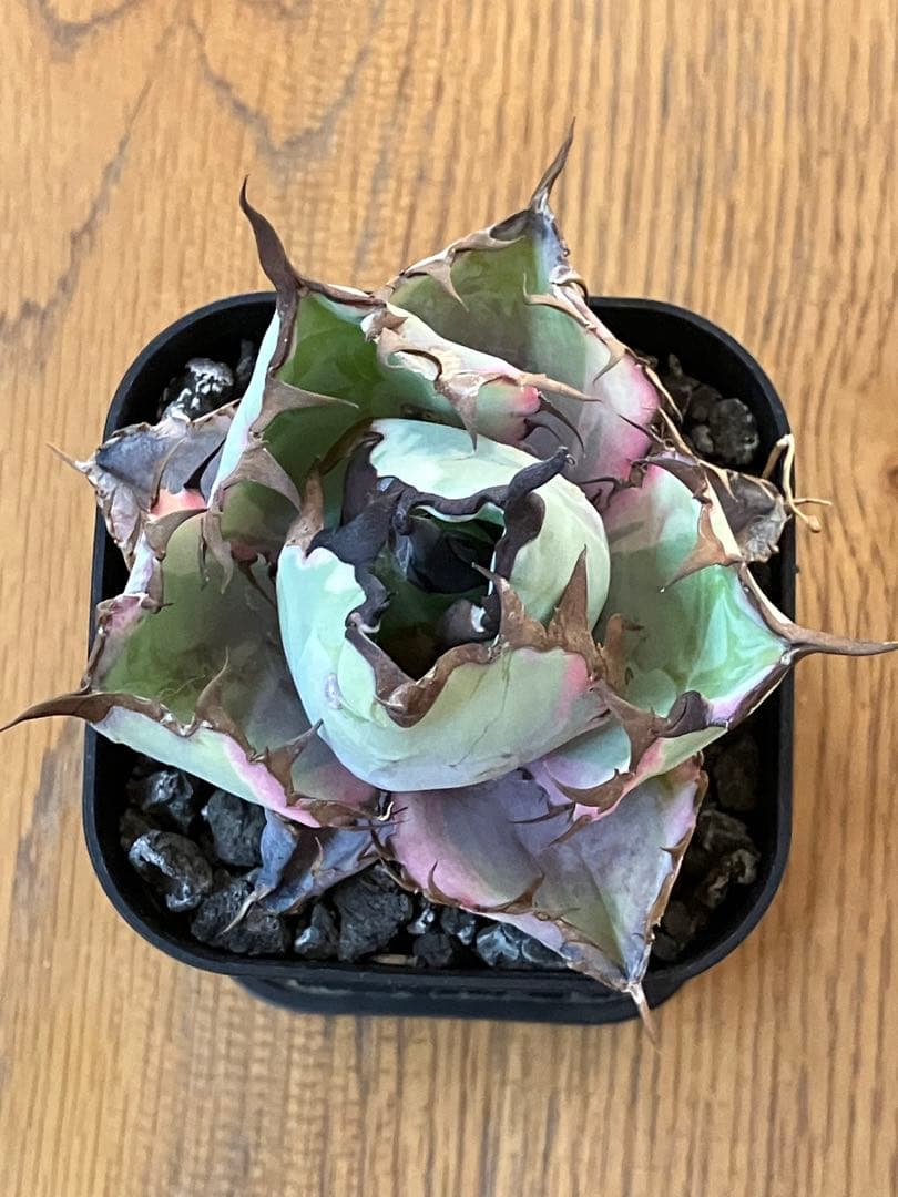 nk　リクエスト出品　鰐亀錦　BB錦　TC 匿名配送