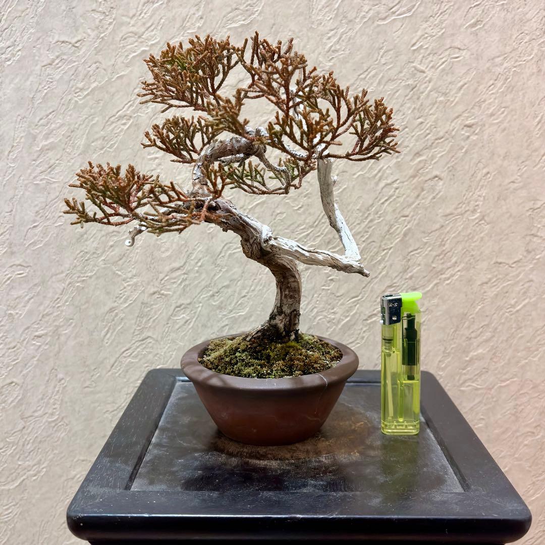 樹高17㎝　真柏　小品　盆栽　黒松　五葉松　赤松　梅　桜　紅葉　楓　薔薇　椿 Amazon｜樹高17㎝ 真柏 小 盆栽 黒松 五葉松 赤松 梅 桜 紅葉 楓 薔薇