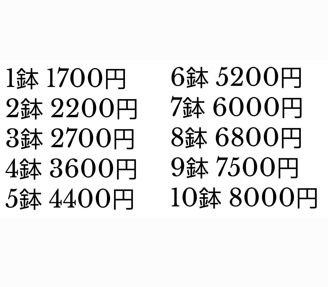 四つ葉のクローバー まとめ買い 料金表 園芸ネット本店｜[ギフトに]四つ葉のクローバー栽培セット の通販【公式】