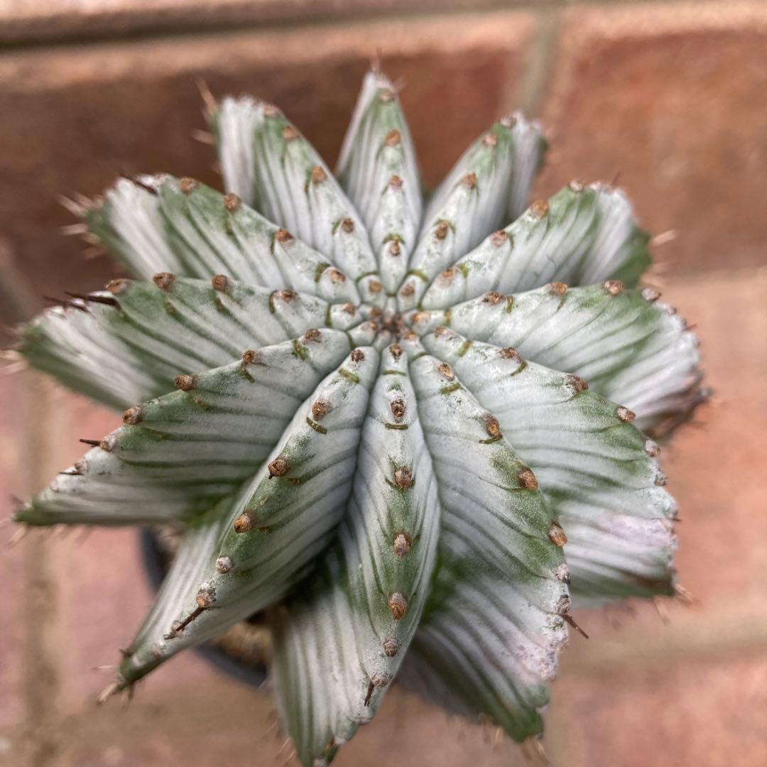 ユーフォルビア　ホリダ ユーフォルビア・ホリダの基本情報・育て方｜多肉植物・サボテン図鑑