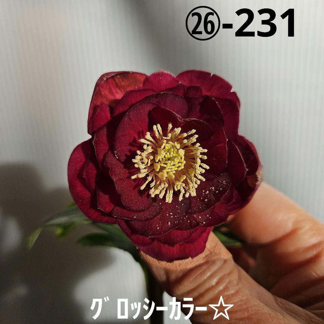 ㉖-231クリスマスローズ 楽天市場】NEW 2026年1月～2月開花株クリスマスローズ開花株散らず桜超