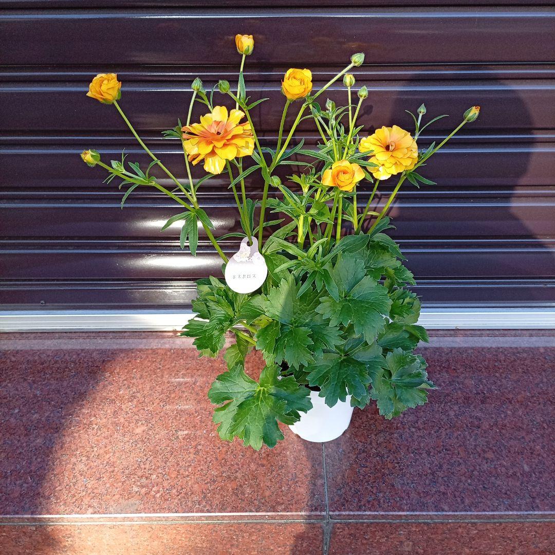 希少品種ラナンキュラスラックス ポスポロス 鉢花5号　60ｃｍ　現物発送 園芸ネット本店｜ラナンキュラス：ラックス ピュタロス5号鉢植えカゴ