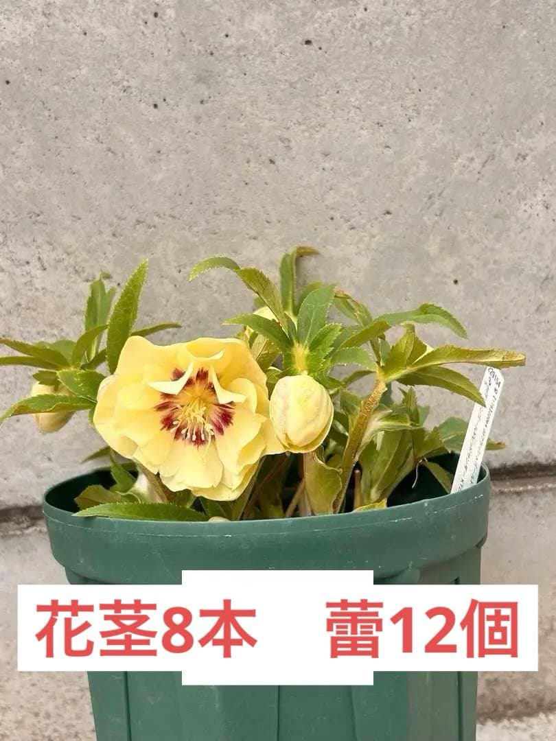 開花3蕾12　充実株　加藤農園　ddゴールド濃フラッシュ 開花3蕾12 充実株 加藤農園 ddゴールド濃フラッシュ - メルカリ