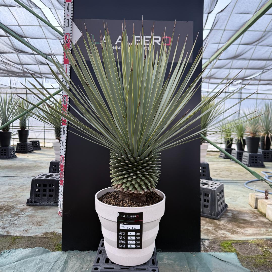 【AL1165】ユッカ　ロストラータ　ホワイト個体【ALBEROホワイト祭り】 ユッカロストラータ」の人気商品一覧 | 安い商品を通販サイトから探す