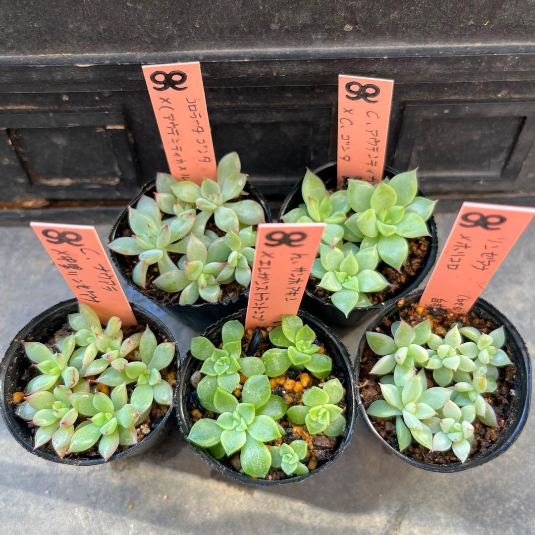 ゆ*介様 2025実生苗セットu 4センチポット 楽天市場】大実ゆず 苗木 [小] 9cmポット 【ベランダで育成】 3号