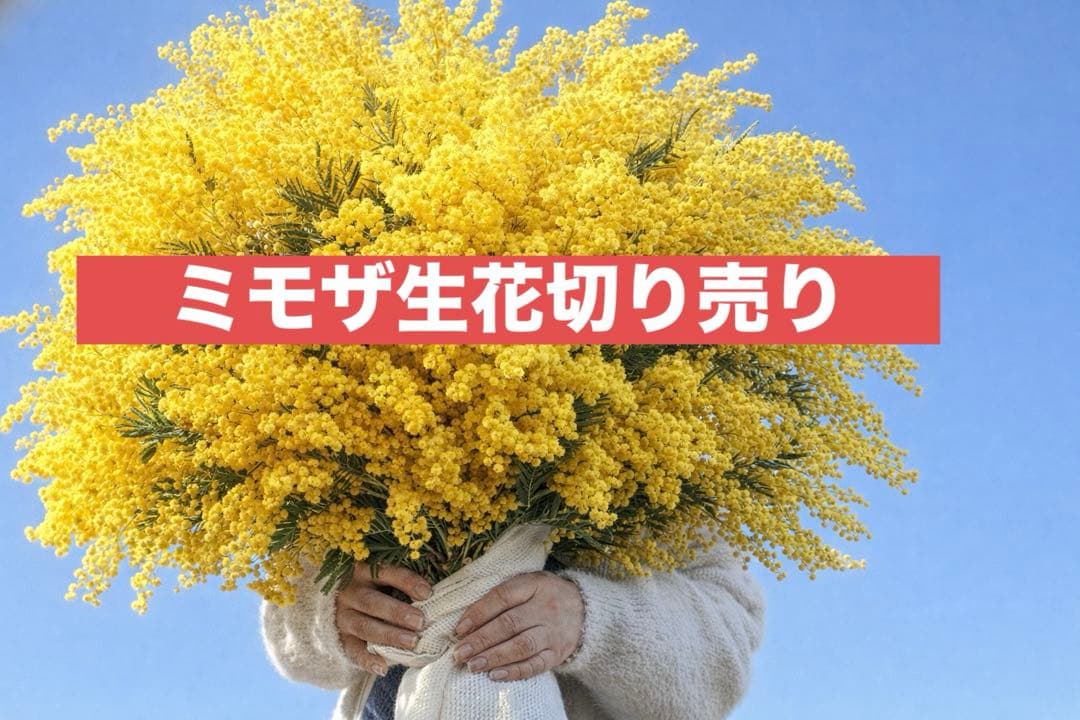 ミモザ生花切り売り販売1/17（土）小分け　ミランドール 生花】輸入ミモザ ミランドール等 束単位(小枝含む束 2～5本程度)早