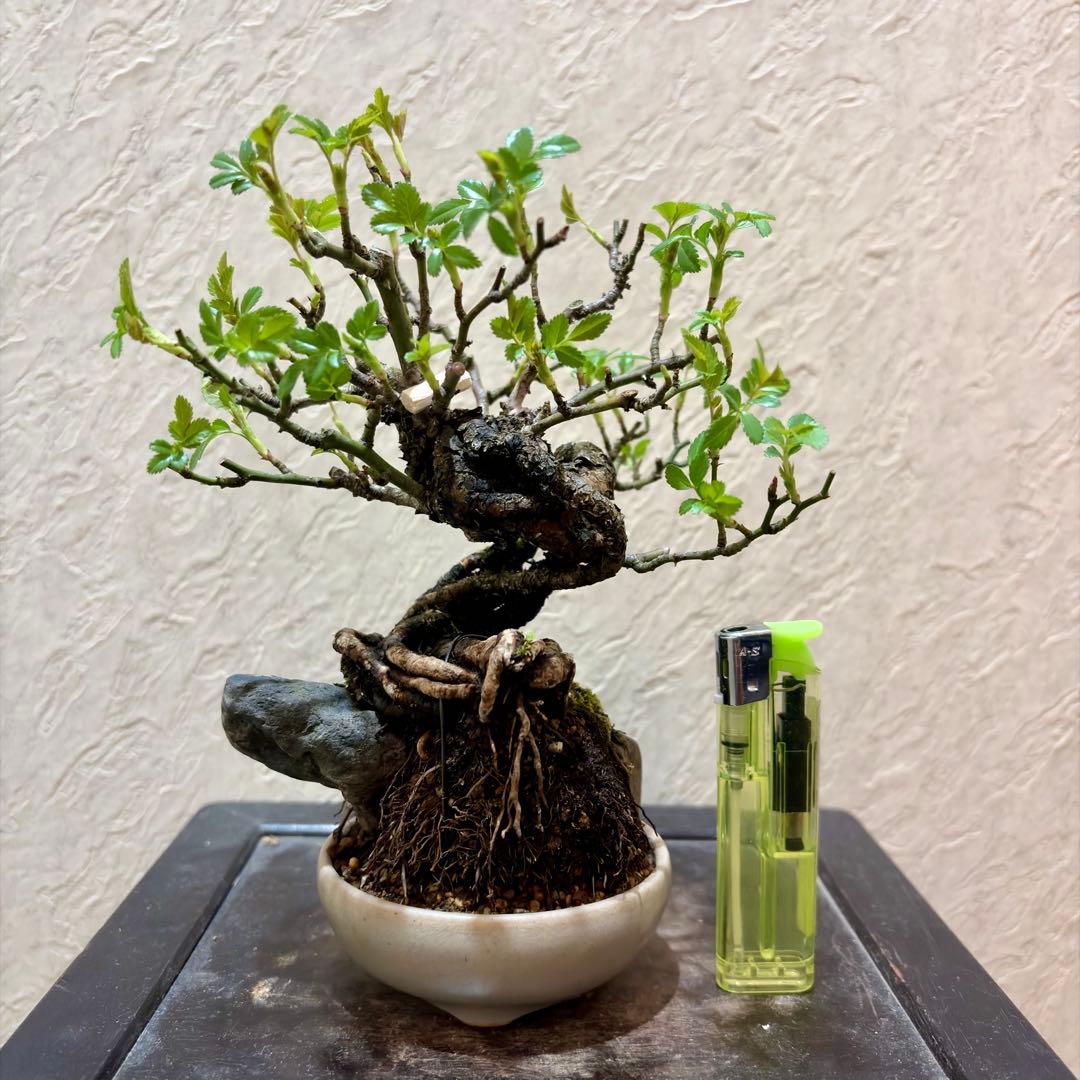 樹高15㎝　石付き　野薔薇　雅　鉢　一蒼　小品　盆栽　真柏　黒松　五葉松　梅　桜 株）一樹園 瑞宝黒松 小品盆栽／樹齢13年 : 一樹園 - 通販 - Yahoo