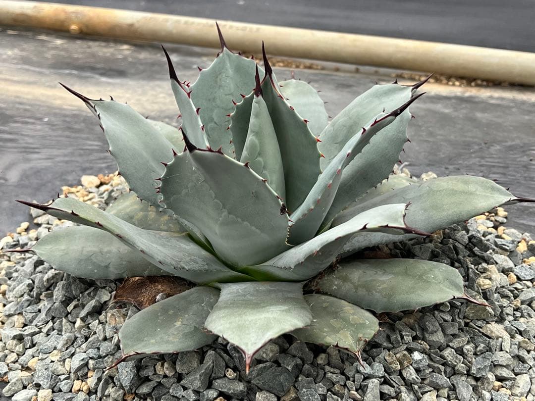 ミ*ー様 アガベ 吉祥天 パリー ホーチエンシス 30cmほど アガベ パリー 吉祥天 ホーチエンシス - メルカリ