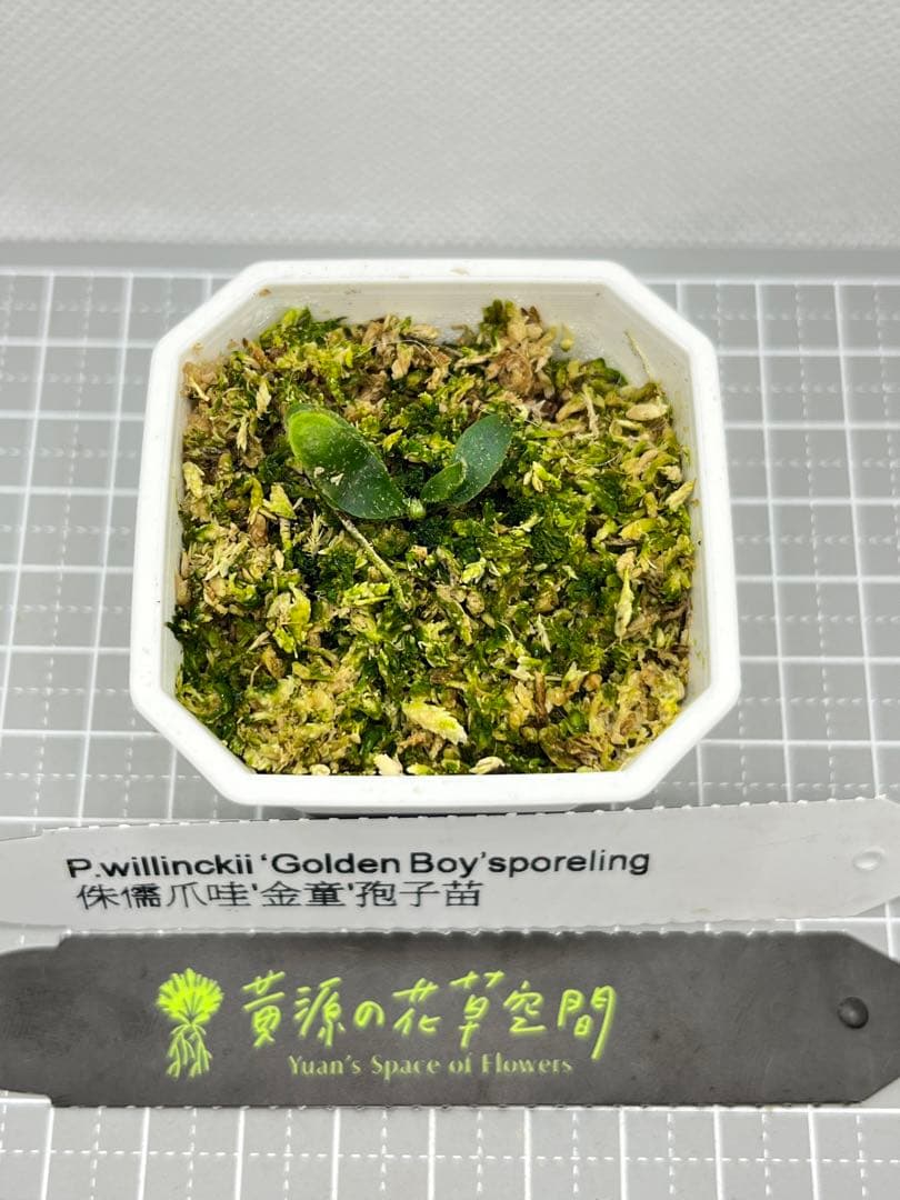 ビカクシダ willinckii Golden Boy sporeling 金童 - メルカリ