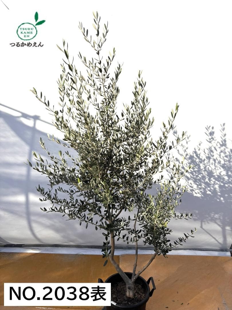 オリーブの木　コレッジョラ　約200cm　NO.2038　大型　現品掲載 NEWコレッジョラ（オリーブの木）｜Mサイズ｜K-320｜約130cm｜耐寒