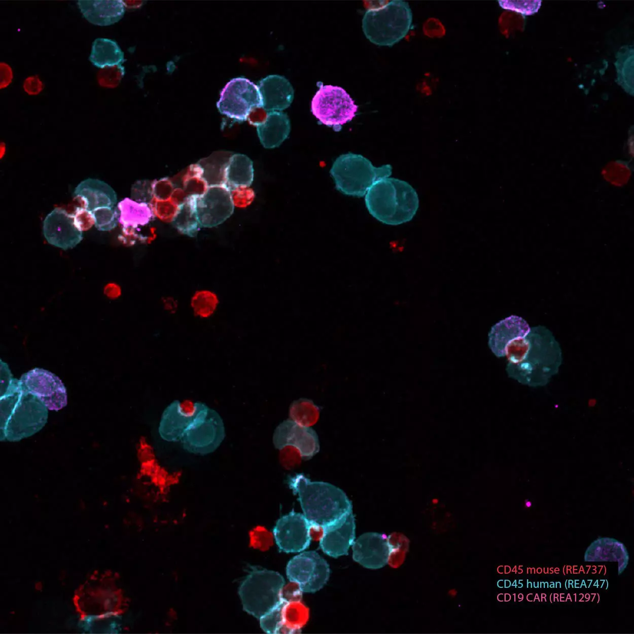 CD19 CAR FMC63 Idiotype Antibody, REAfinity™ | Miltenyi Biotec | 日本