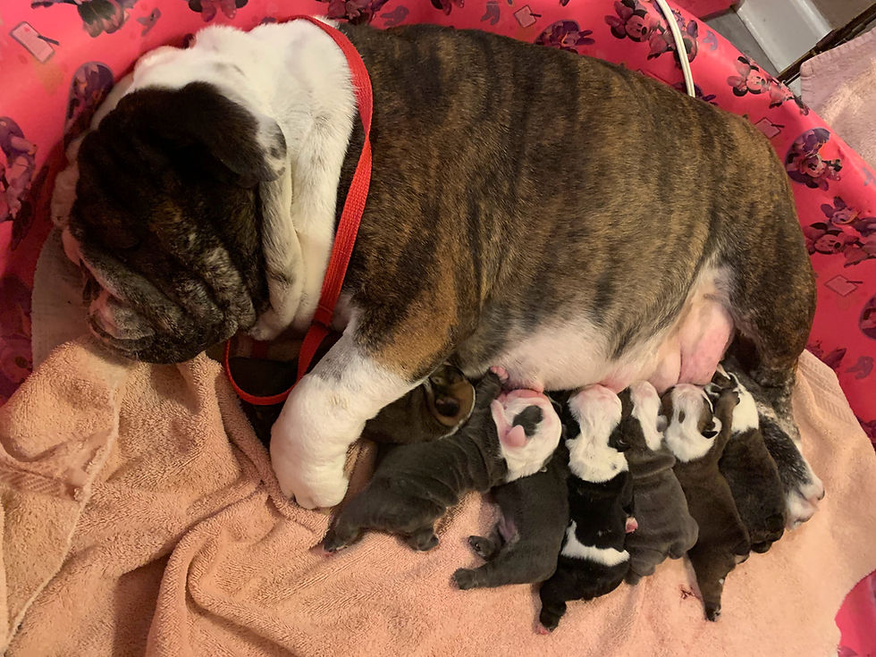 Males | Bulldogs Incorporated