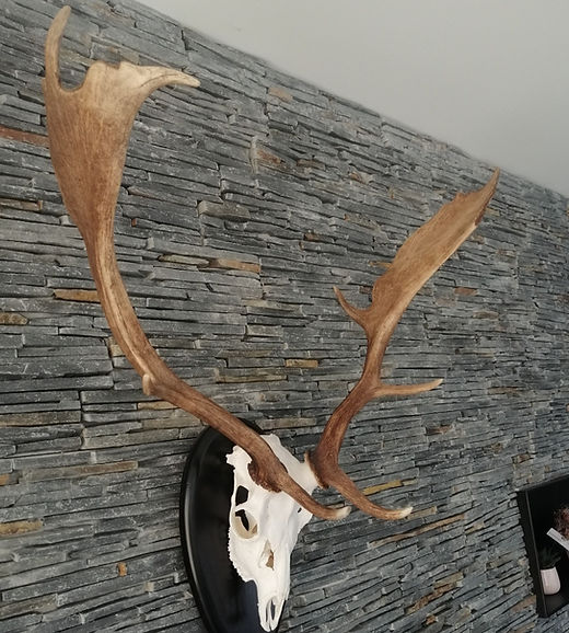Fallow deer skull trophy 01 | Hirschpark